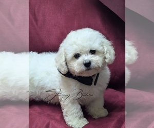 Bichon Frise Puppy for Sale in BREMEN, Georgia USA