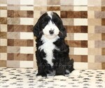 Small #2 Bernedoodle (Miniature)-Cavapoo (Miniature) Mix