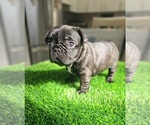 Puppy Zuna French Bulldog