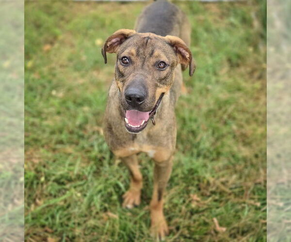 Medium Photo #5 German Shepherd Dog-Vizsla Mix Puppy For Sale in Huntley, IL, USA