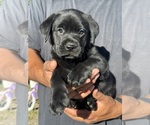 Small #3 Labrador Retriever