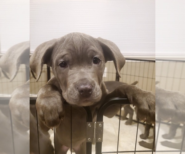 Medium Photo #6 Cane Corso Puppy For Sale in GREENFIELD, IN, USA