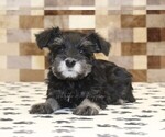 Small #1 Schnauzer (Miniature)