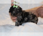 Small #15 ShihPoo
