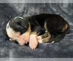 Image preview for Ad Listing. Nickname: Litter of 11