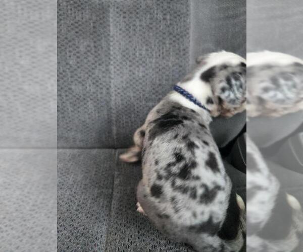 Medium Photo #2 Great Dane Puppy For Sale in MADISON, IN, USA