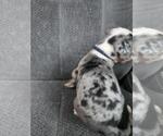 Small Photo #15 Great Dane Puppy For Sale in MADISON, IN, USA