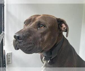 American Pit Bull Terrier-Unknown Mix Dogs for adoption in Houston, TX, USA