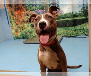 Mutt Dogs for adoption in Moreno Valley, CA, USA