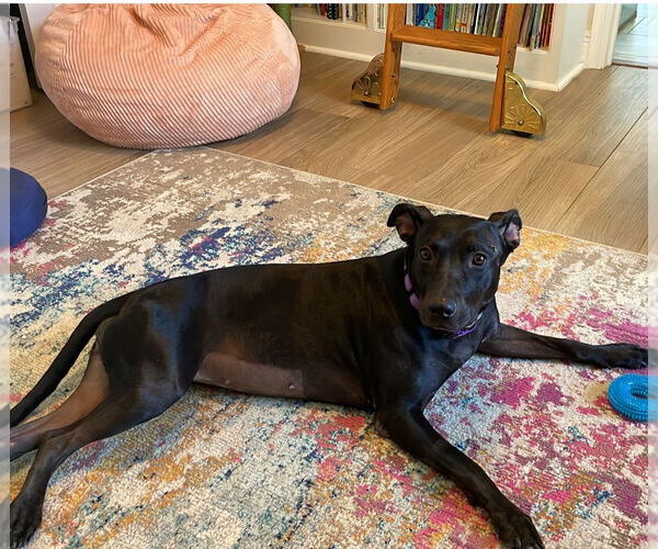 Medium Photo #3 American Pit Bull Terrier-Unknown Mix Puppy For Sale in Sanford, FL, USA