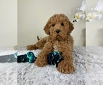 Small #2 Goldendoodle