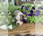 Small #5 Boston Terrier