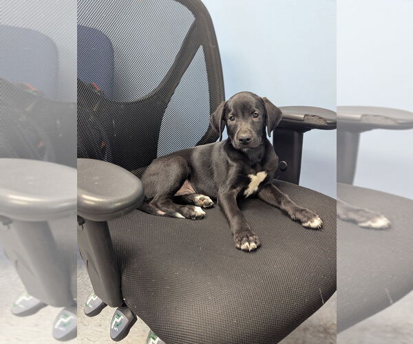 Medium Photo #1 Labrador Retriever Puppy For Sale in Evansville, IN, USA
