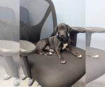 Small Labrador Retriever