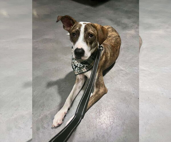 Medium Photo #2 Mutt Puppy For Sale in Minneapolis, MN, USA