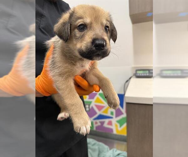 Medium Photo #1 German Shepherd Dog Puppy For Sale in Baytown, TX, USA