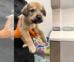 Small German Shepherd Dog