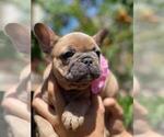 Small Photo #10 French Bulldog Puppy For Sale in PALO ALTO, CA, USA