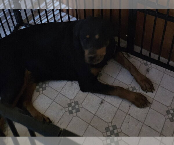 Medium Photo #3 Rottweiler Puppy For Sale in Westminster, MD, USA