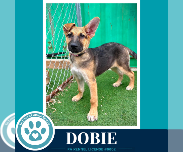 Medium Photo #2 German Shepherd Dog Puppy For Sale in Kimberton, PA, USA