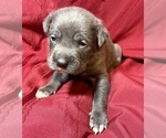 Small Photo #11 Cane Corso Puppy For Sale in LAKE EUFAULA, OK, USA