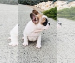 Small Photo #10 French Bulldog Puppy For Sale in FORDS, NJ, USA