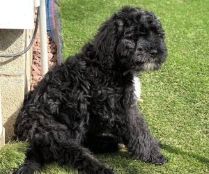 Bernedoodle Puppy for sale in CANFIELD, OH, USA