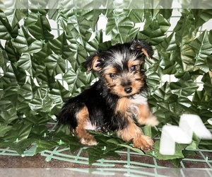 Yorkshire Terrier Puppy for sale in COLUMBIA, MD, USA