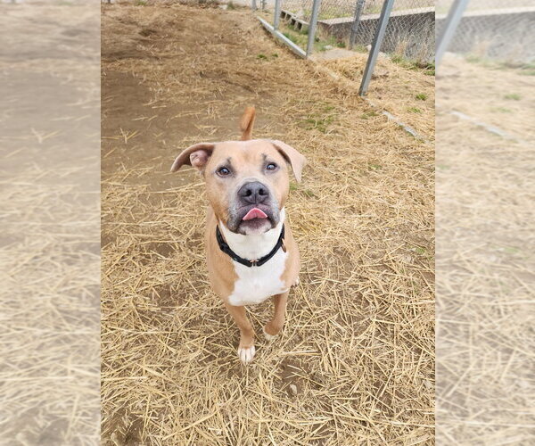 Medium Photo #3 Boxer-Unknown Mix Puppy For Sale in Evansville, IN, USA