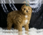 Small Photo #35 Maltipoo (Miniature) Puppy For Sale in WARSAW, IN, USA