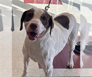 --Unknown Mix Dogs for adoption in Plano, TX, USA