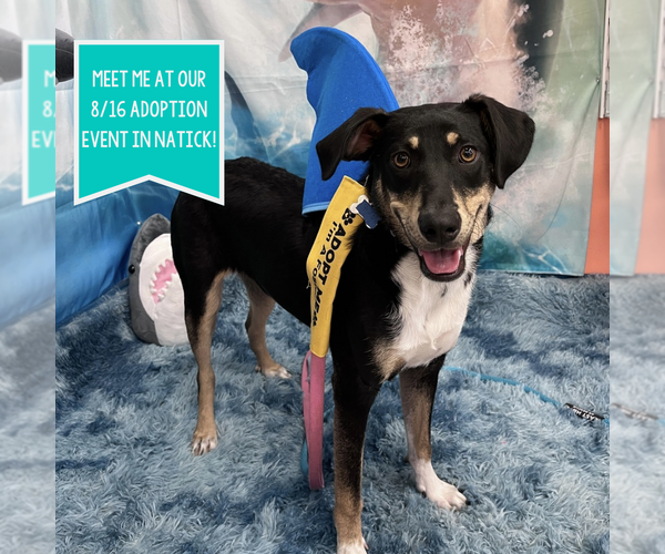 Medium Photo #9 Mutt Puppy For Sale in Boston, MA, USA