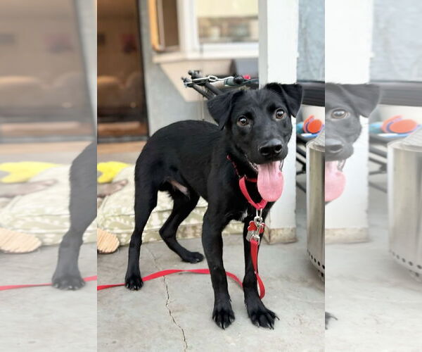 Medium Photo #6 Labrador Retriever Puppy For Sale in San Diego, CA, USA