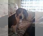 Small #3 Beagle