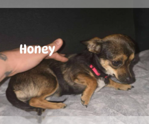 Chihuahua-Unknown Mix Dogs for adoption in Cranston, RI, USA