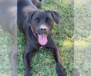 Popeye - Male Mutt Dog for Adoption - Photo #9