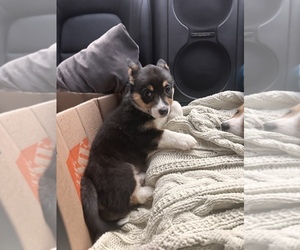 Pembroke Welsh Corgi Puppy for sale in BROOKLYN, NY, USA