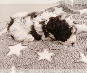 Biewer Terrier-Poodle (Toy) Mix Puppy for Sale in GRANBURY, Texas USA