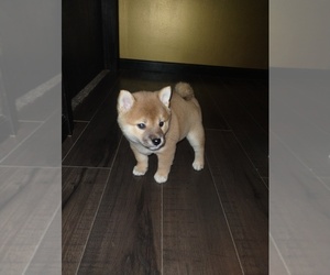Shiba Inu Puppy for sale in LINCOLN, MO, USA