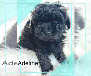 Poodle (Toy) Puppy for sale in GEORGETOWN, TX, USA
