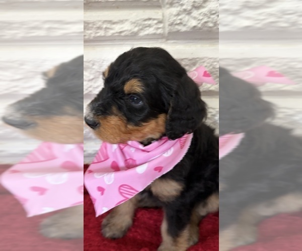 Medium Photo #1 Bernedoodle Puppy For Sale in MIDLAND, MI, USA