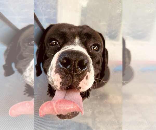 Medium Photo #3 Boxer Puppy For Sale in Burnsville, MN, USA