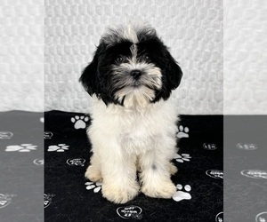 Shih Tzu Puppy for sale in FRANKLIN, IN, USA