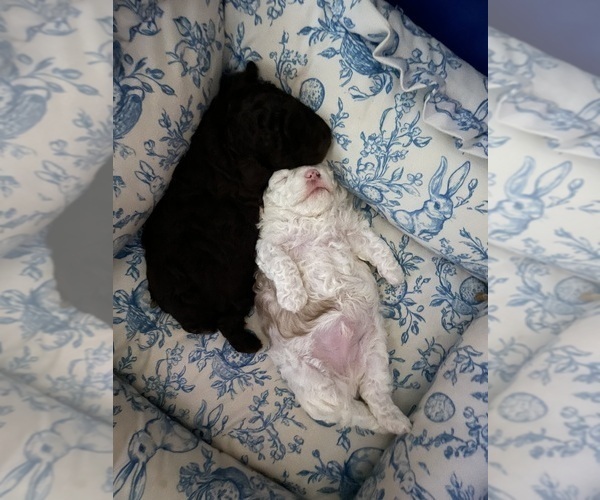 Medium Photo #24 Poodle (Toy) Puppy For Sale in MURRIETA, CA, USA