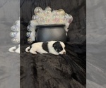 Gabe - Male Chihuahua Puppy for Sale - Photo #4