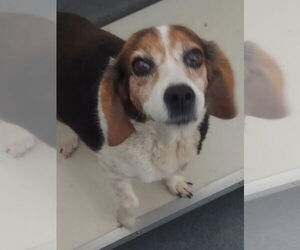 Beagle Dogs for adoption in Glen Allen, VA, USA