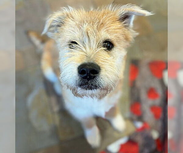 Medium Photo #2 Mutt Puppy For Sale in Arlington, VA, USA