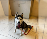 Small Photo #1 Siberian Husky Puppy For Sale in MARTINSBURG, WV, USA