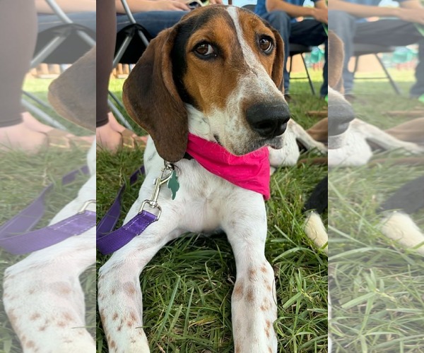 Medium Photo #2 Treeing Walker Coonhound-Unknown Mix Puppy For Sale in Low Moor, VA, USA
