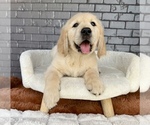 Small #6 English Cream Golden Retriever